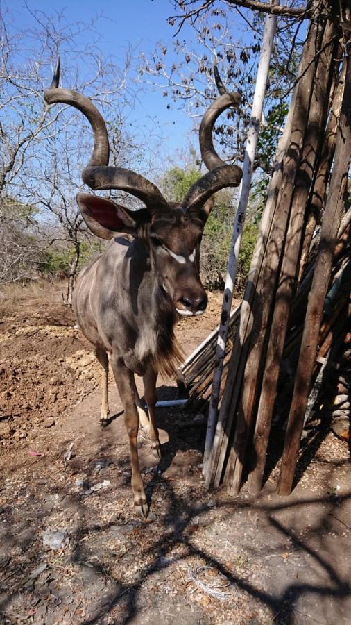 Svh Bush Lodge Marloth Park Kültér fotó